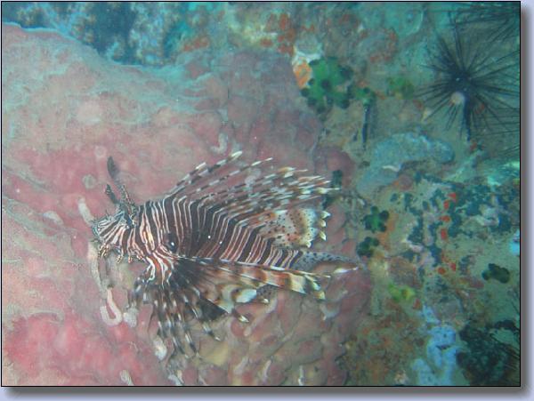 060. Lionfish ved Anamone Reef.jpg